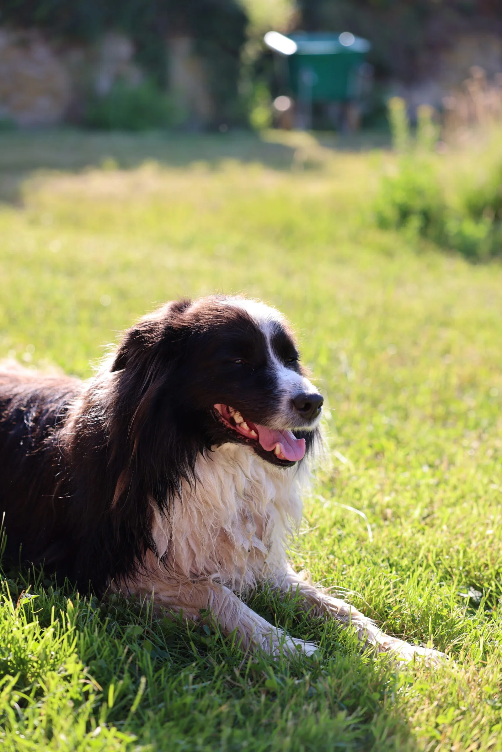 Max - The Watchdog